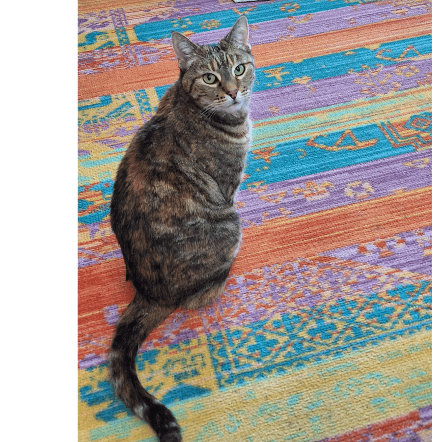 Hi, I'm Carmi! I live upstairs.  Sometimes I patrol the basement, but I won't be in your space if you keep your doors closed. I'm only allowed inside the fenced backyard until all the baby birds have grown up and left their nests in late July.