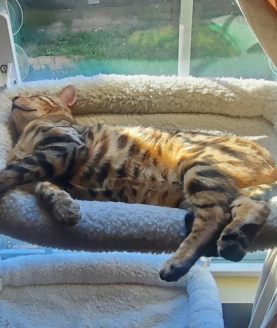 Apollo