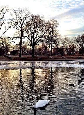 Lafayette Square Park Pond