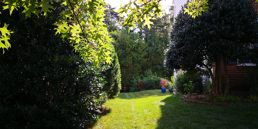 back yard