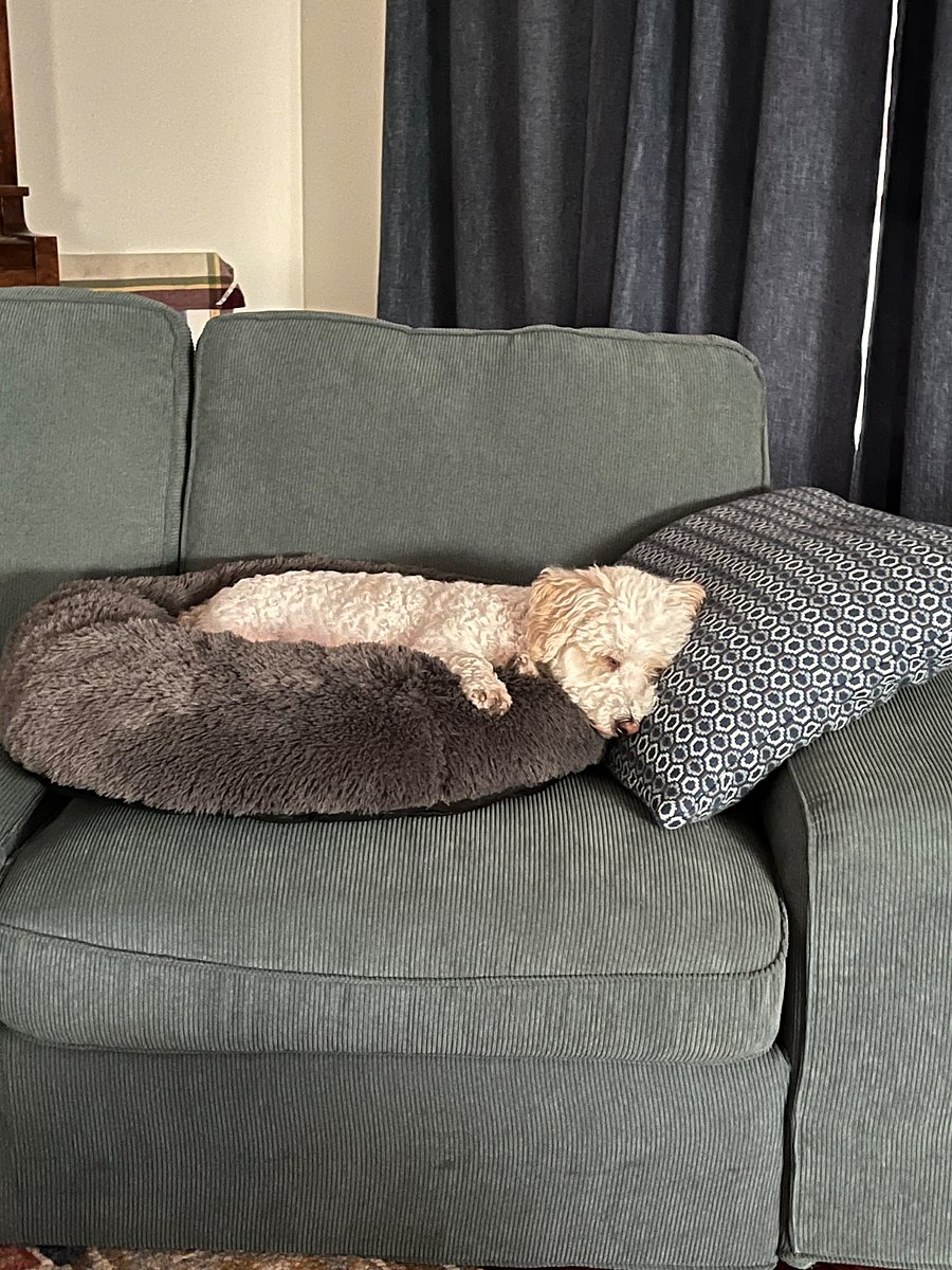 Milo, Maltese-Poodle who does not shed. I keep him very clean.