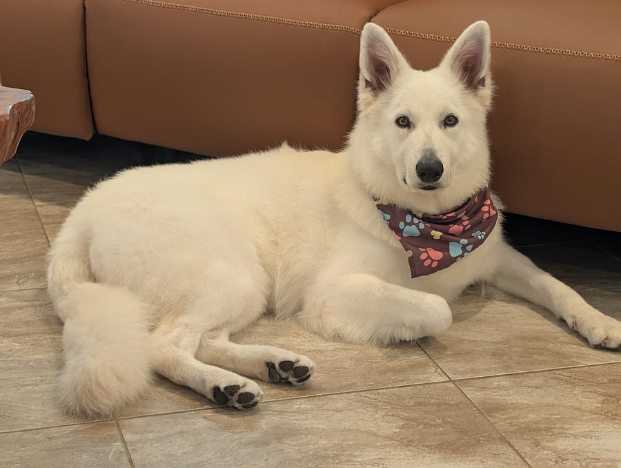My very sweet dog that lives on the property.