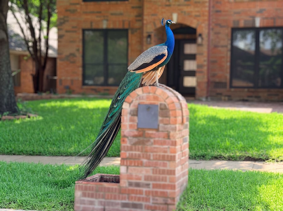 Famous Fannin Farm Peacocks