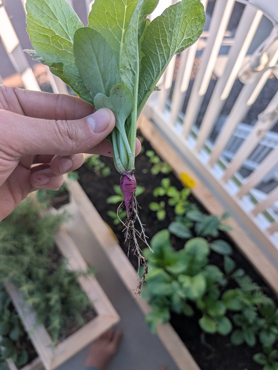 Our monster radish crop!