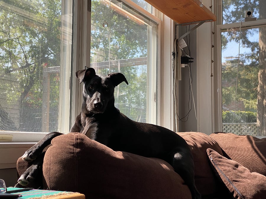 Skye the Supermutt
