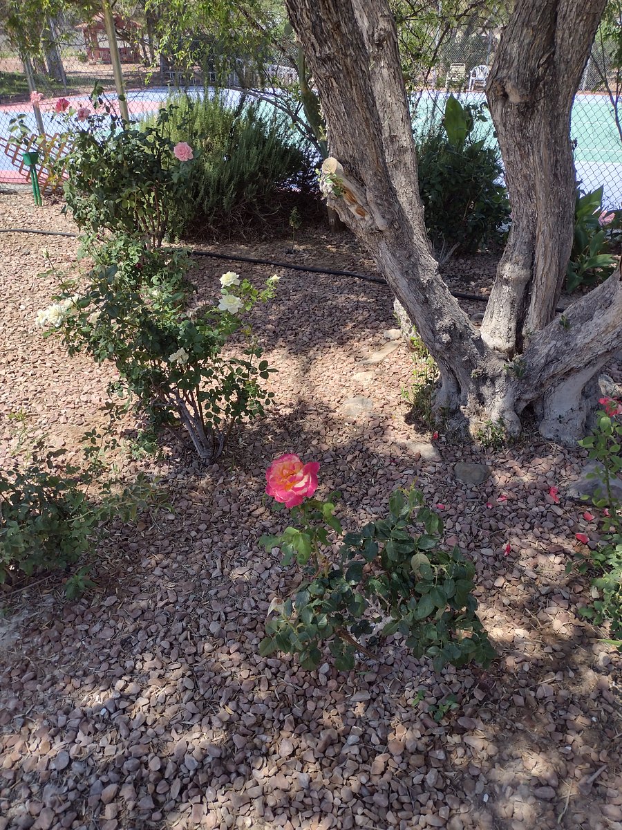 Lavish landscaped secure ,quiet garden