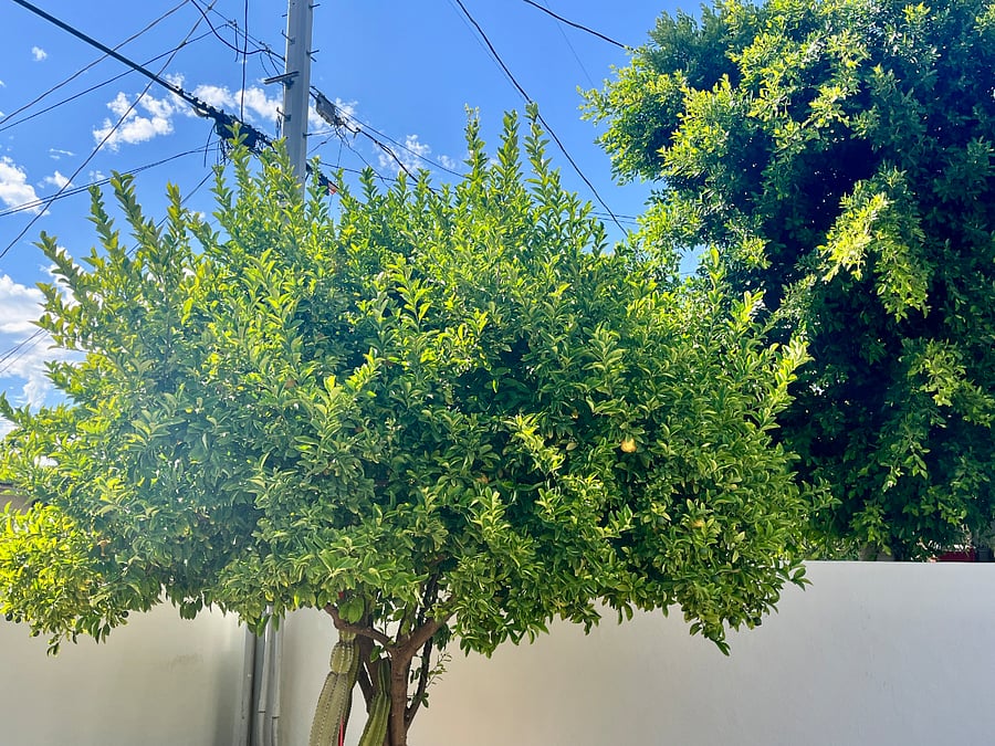 Large lemon and ficus tree.