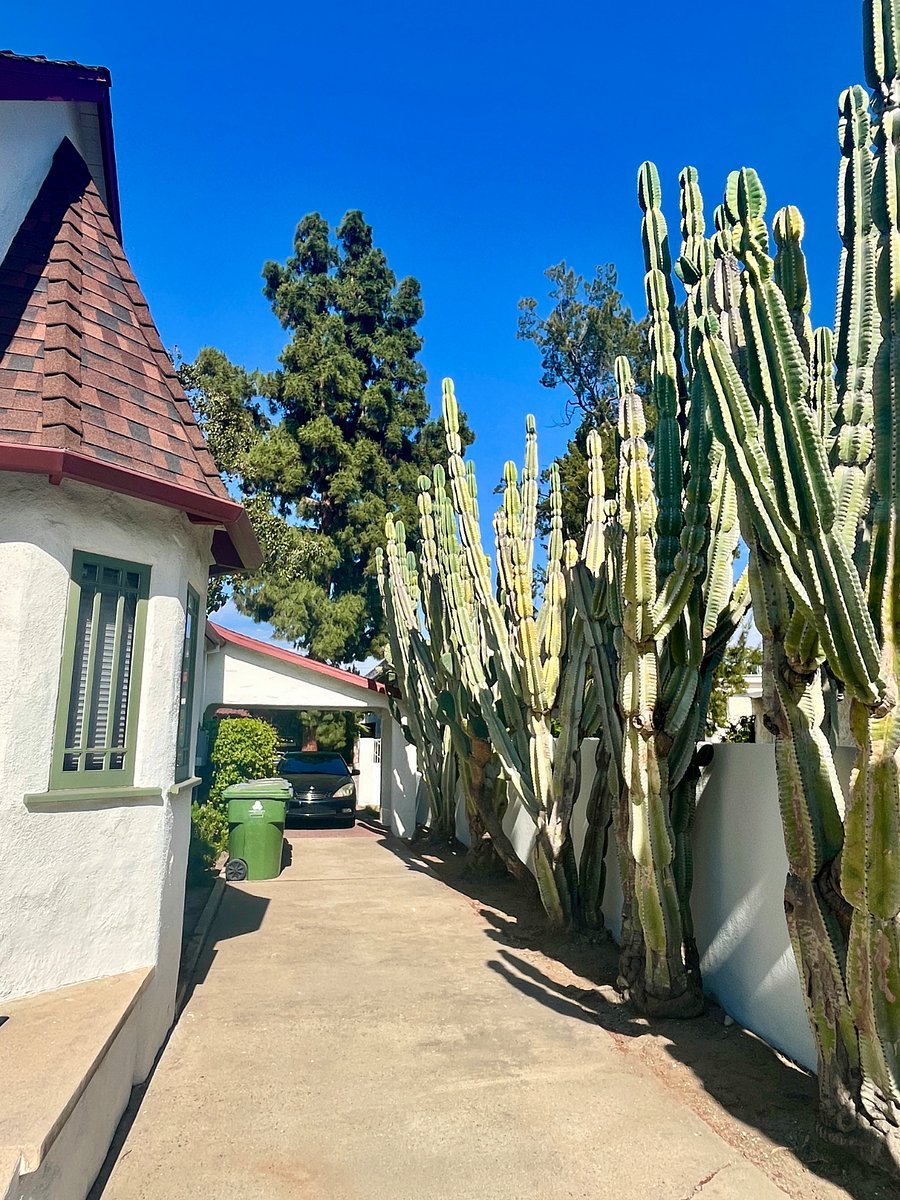 Tall cactus lined driveway.