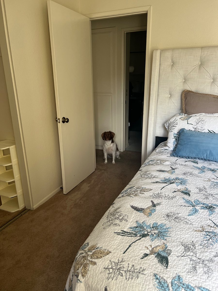 Dog Ozzy checkin out the scene and being a pokey doggo. He is quiet unless Amazon comes. He is on beach time toonot a demanding dog or high maintenance. Super sweet and super funny! 