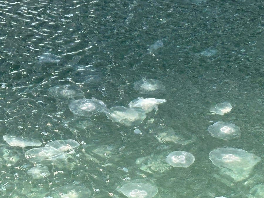 Moon Jelly Fish on property