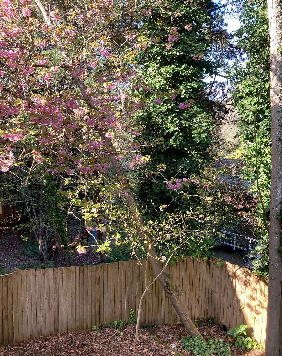 Backyard spring flowers!