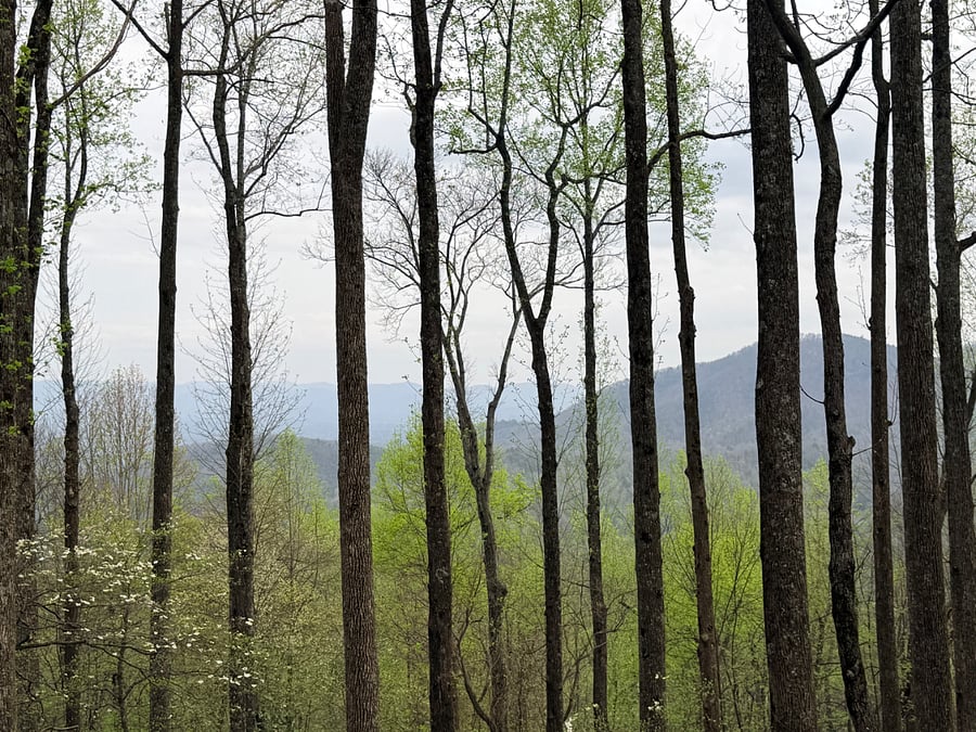 Beautiful spring views. 
