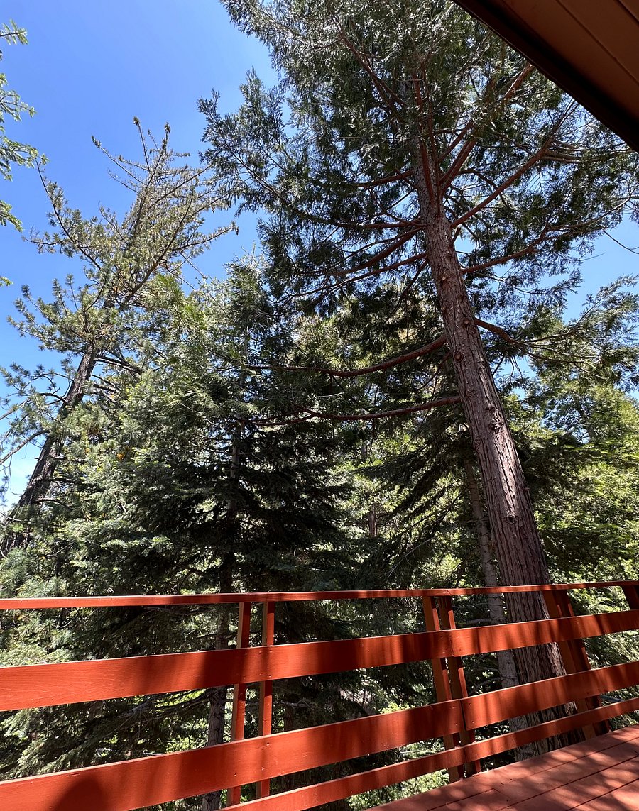 Exterior View of Tress from the Upper Deck