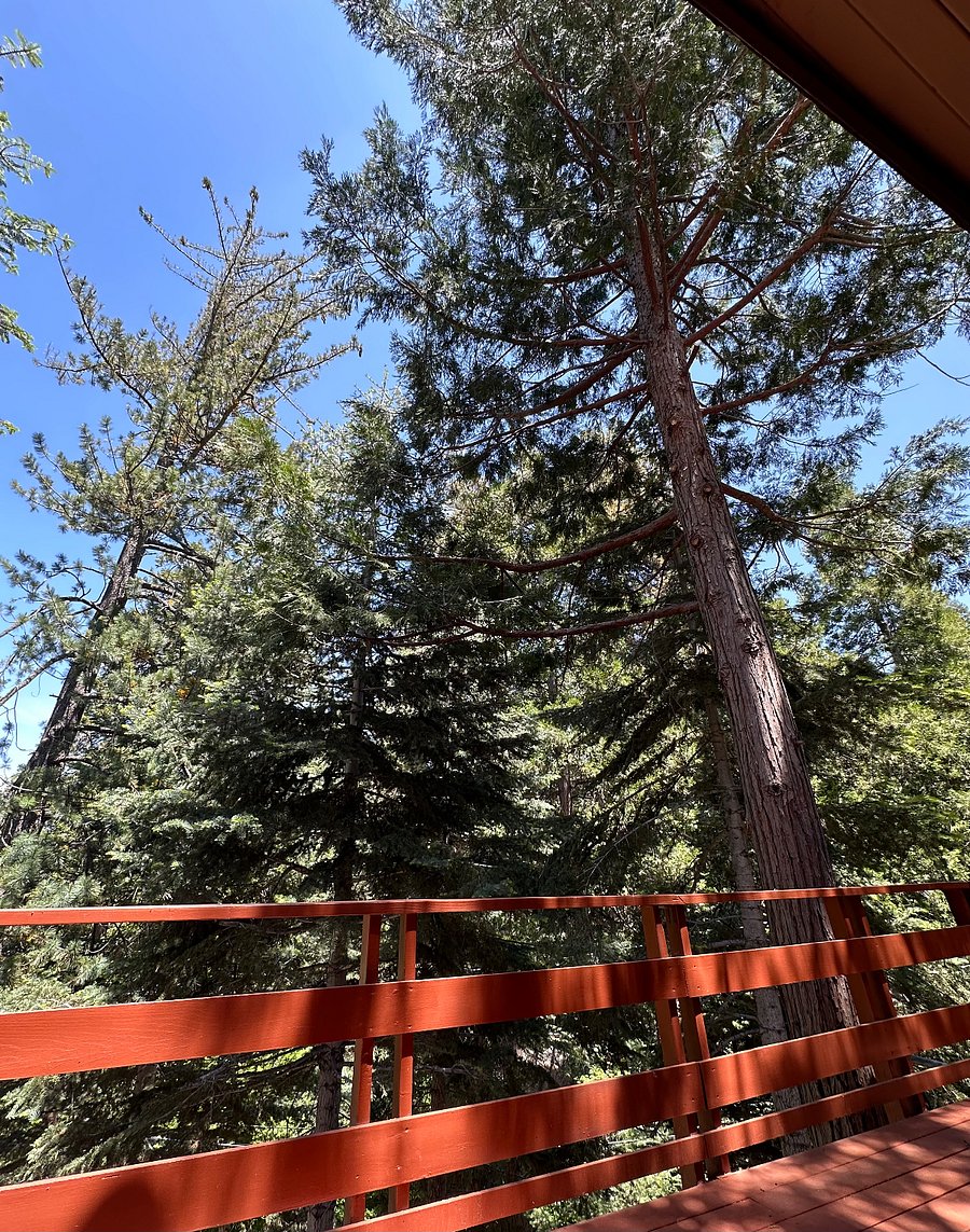 Mature tree