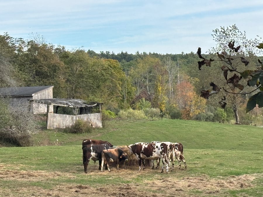 Local farm has raw milk, cheese, beef, Berkshire pork, eggs.
