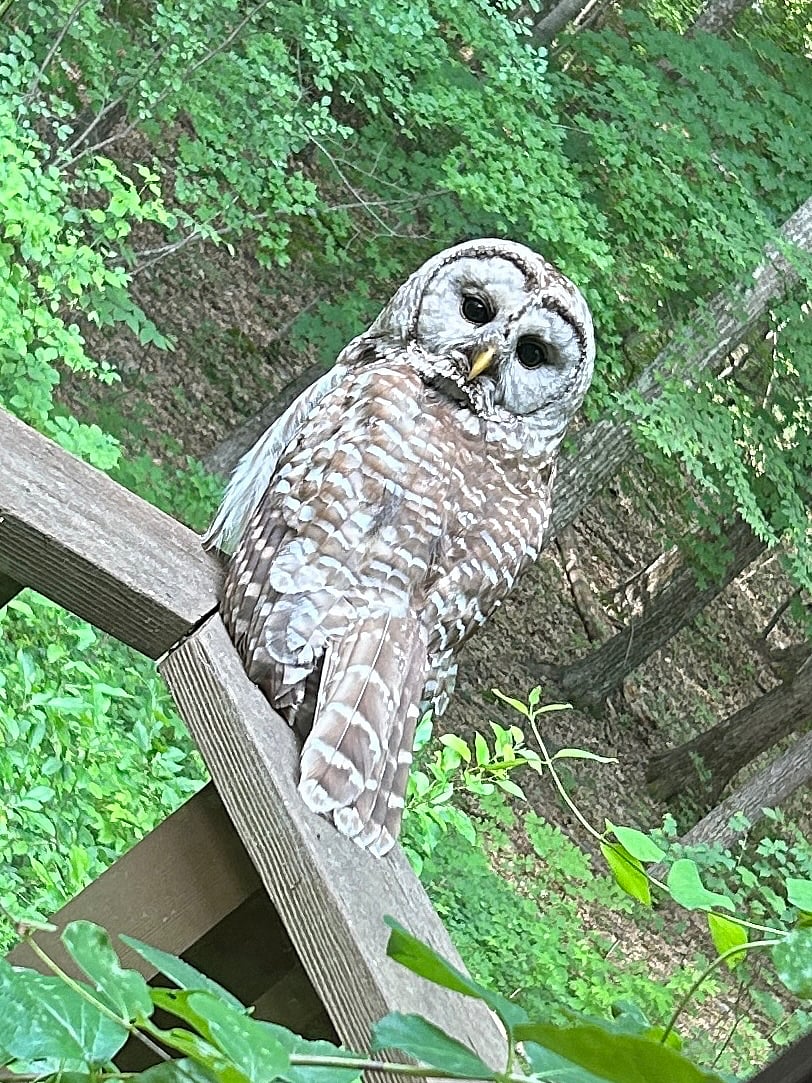 The forest abounds with wildlife. We get awesome visitors!