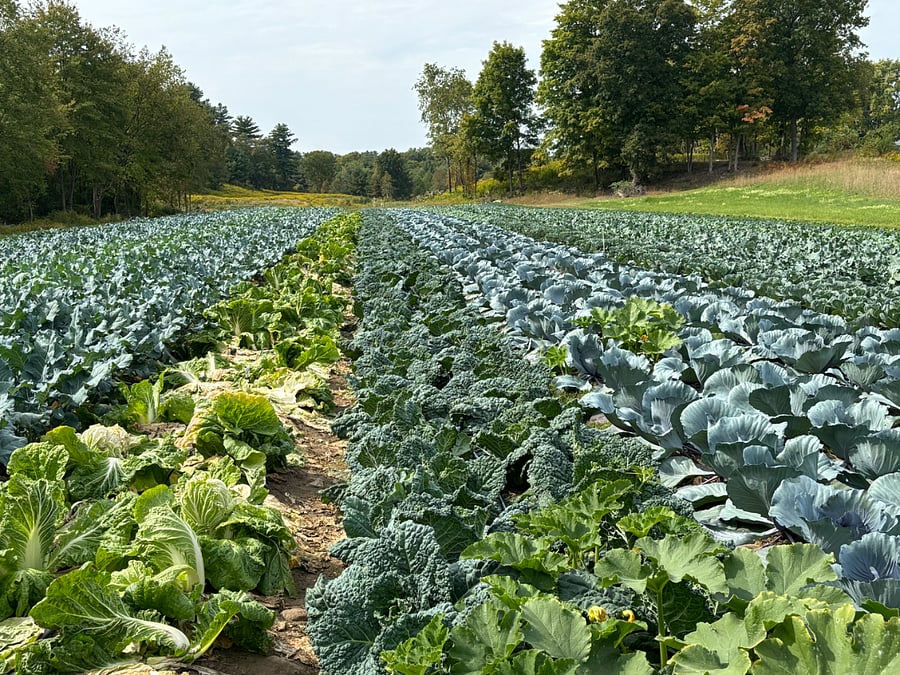 Local organic farm offers four-season CSA shares. There are ocal farm stands open year-round.