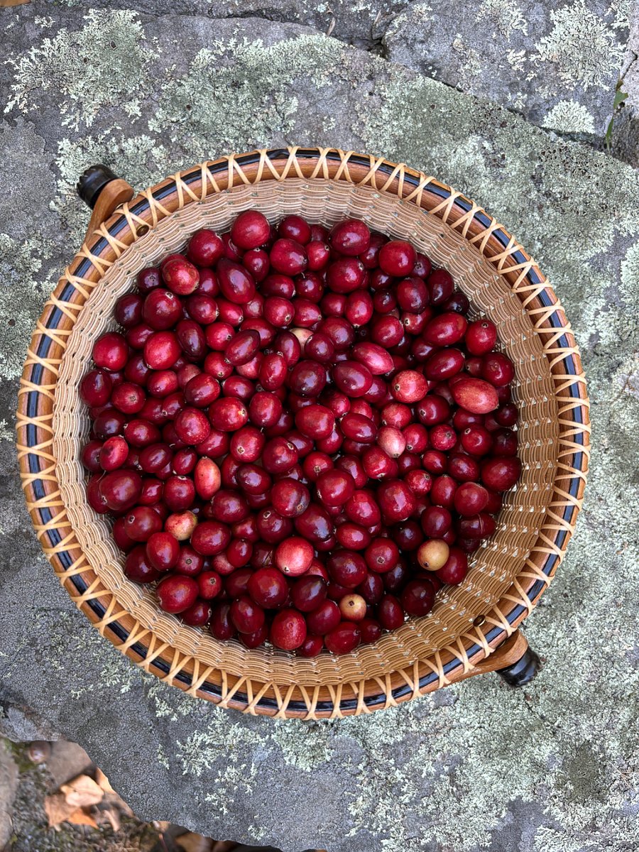 Native wild cranberries can be harvested on Mass Wildlife land nearby.
