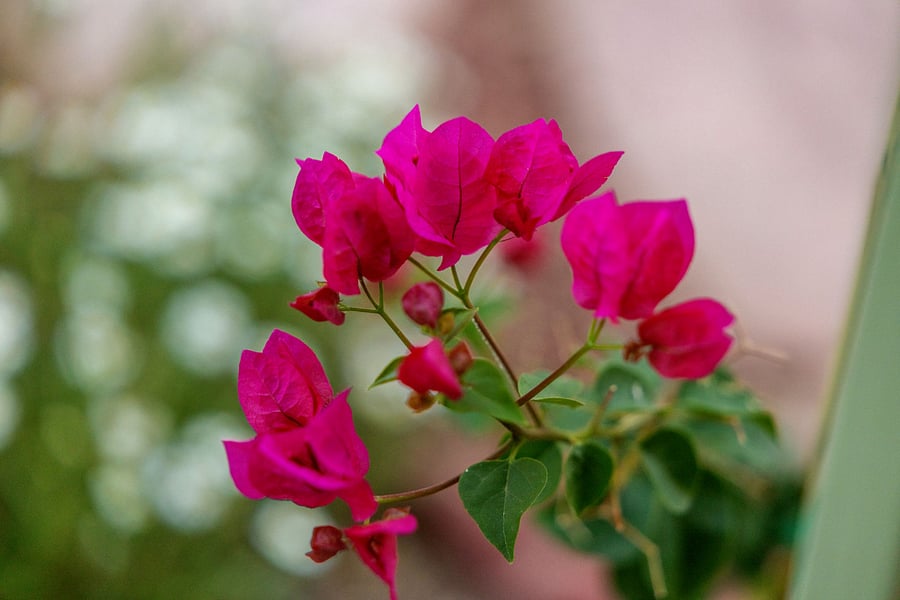 Pollinator plants bring color and privacy to the outdoor space. This scarlet bougainvillea is one of 4 climbing bougainvillea that will fill the patio trellises. 