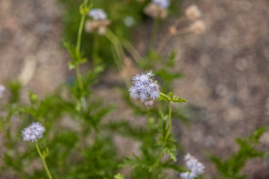 The butterflies love these.