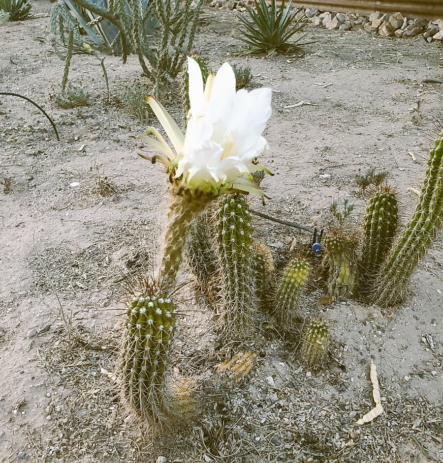 Blooming cactus