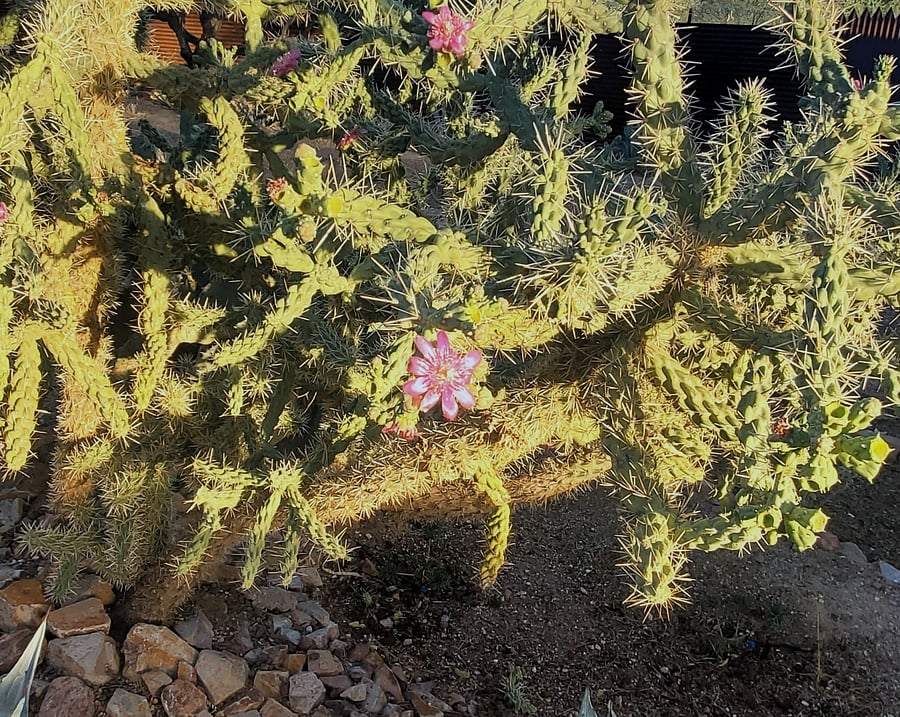 this flowering Cholla is sometimes called a desert rose because if its rose-like blooms in the summer. 