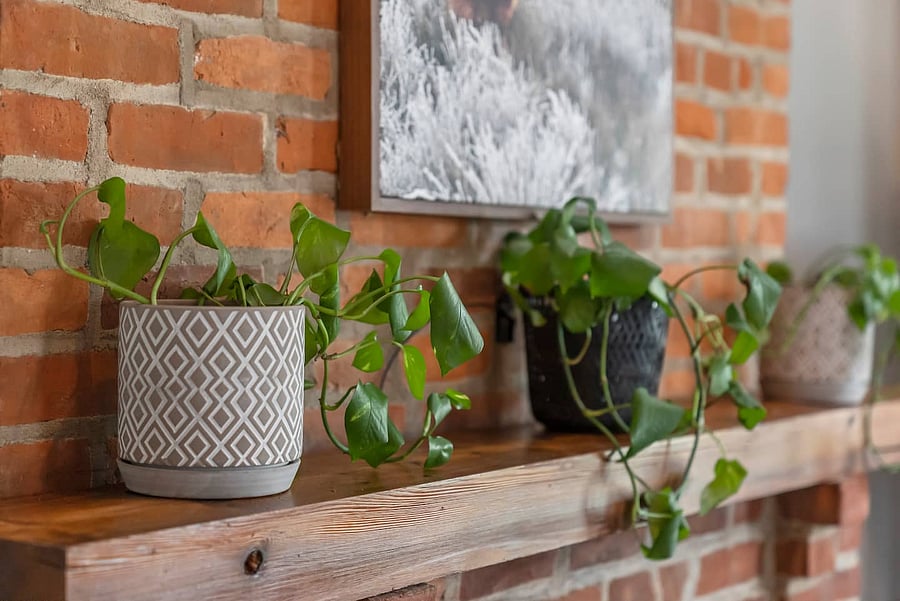 We love adding a little color and life to our homes with plants.
