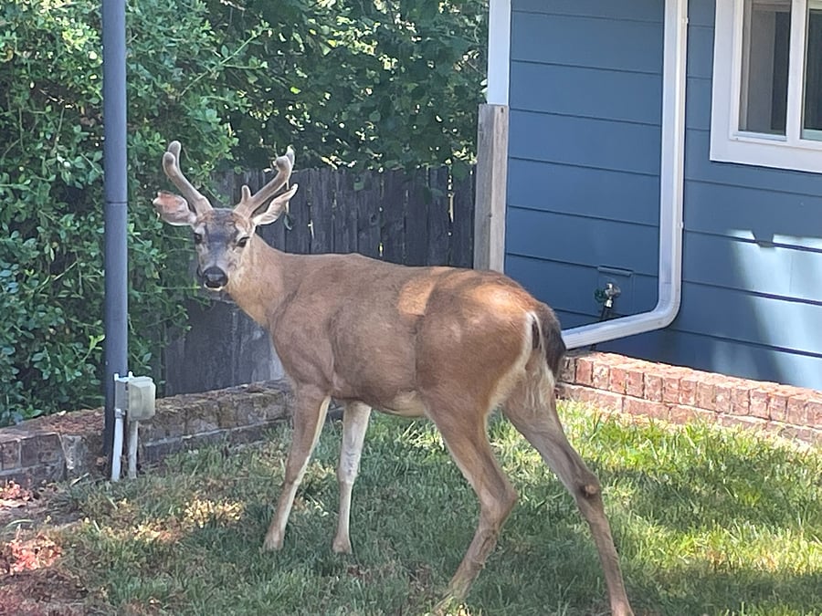 Occasional Visitor