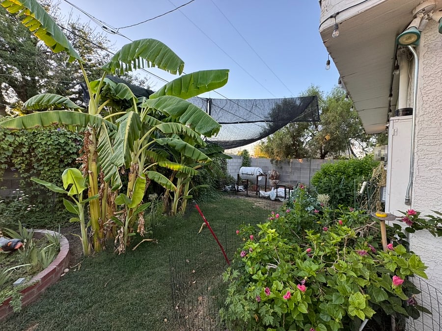 The lush backyard with shade covers