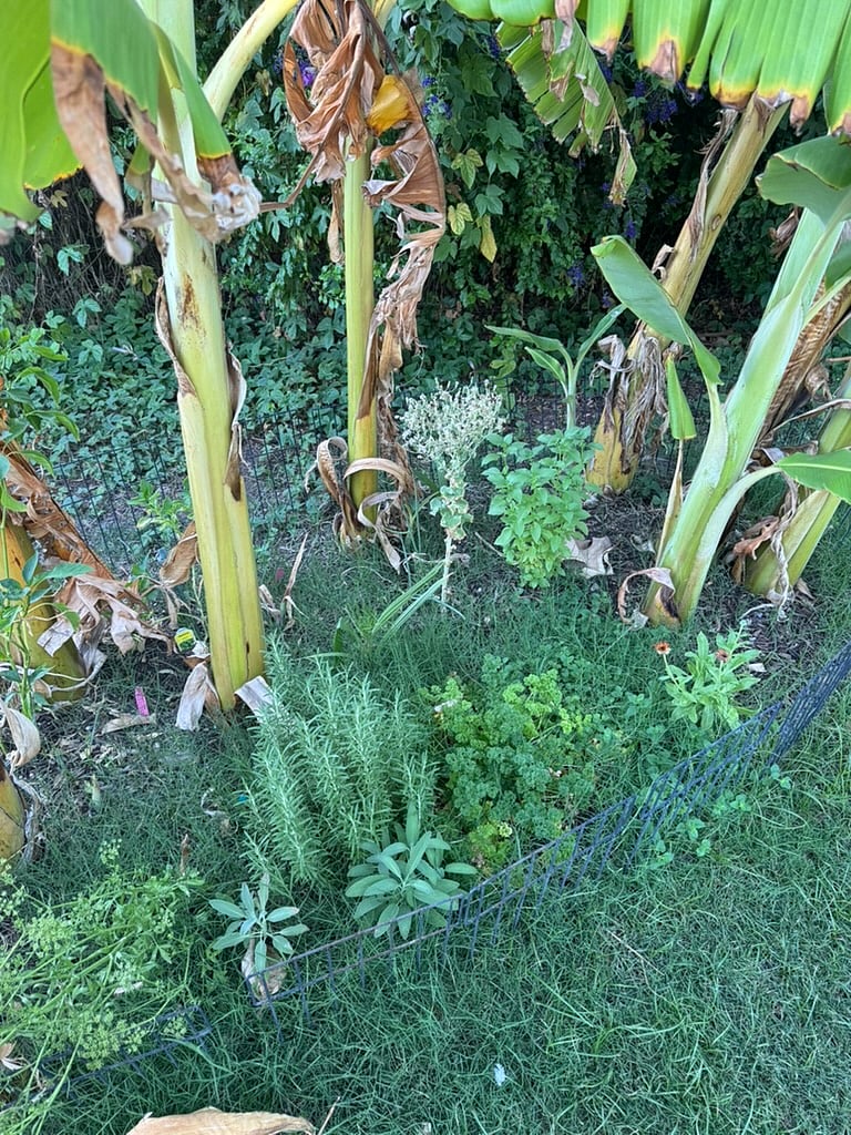 Enjoy picking your own herbs from the garden to cook with!