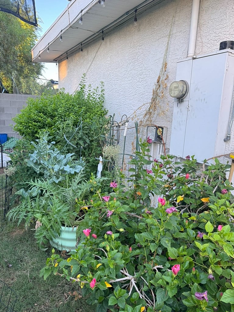 Enjoy the veggie garden, either to garden and plant some things yourself or to harvest what's already there! Let us know if you want recommendations of where to purchase some veggie starter plants.