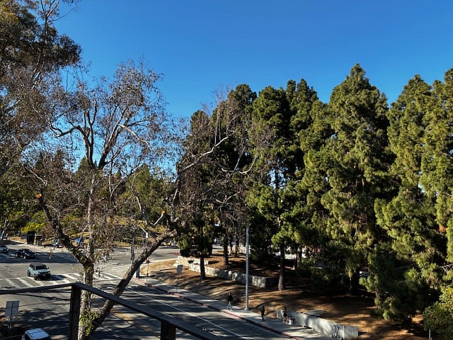 Beautiful pine trees on campus