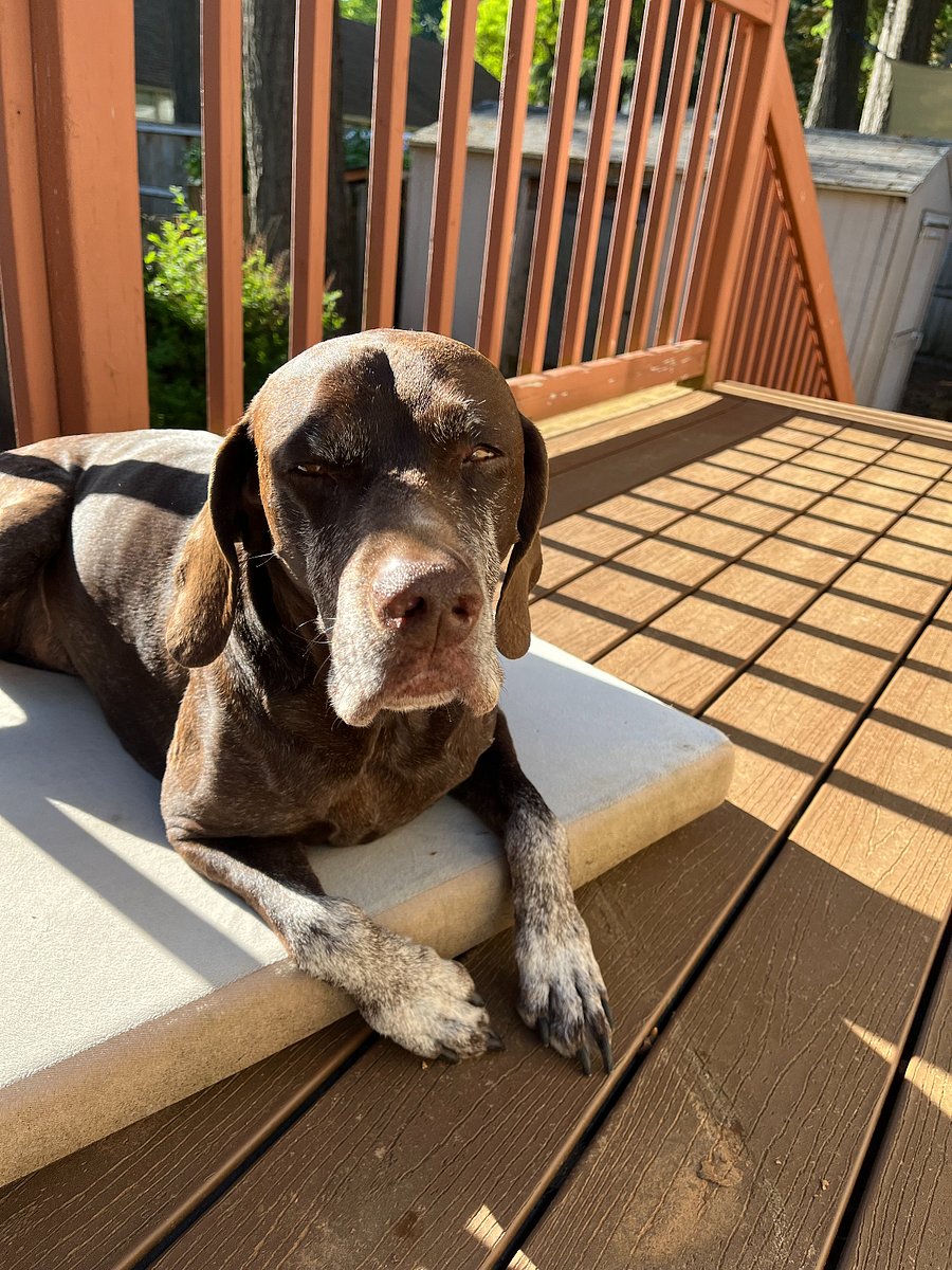 Our 11 year old dog.