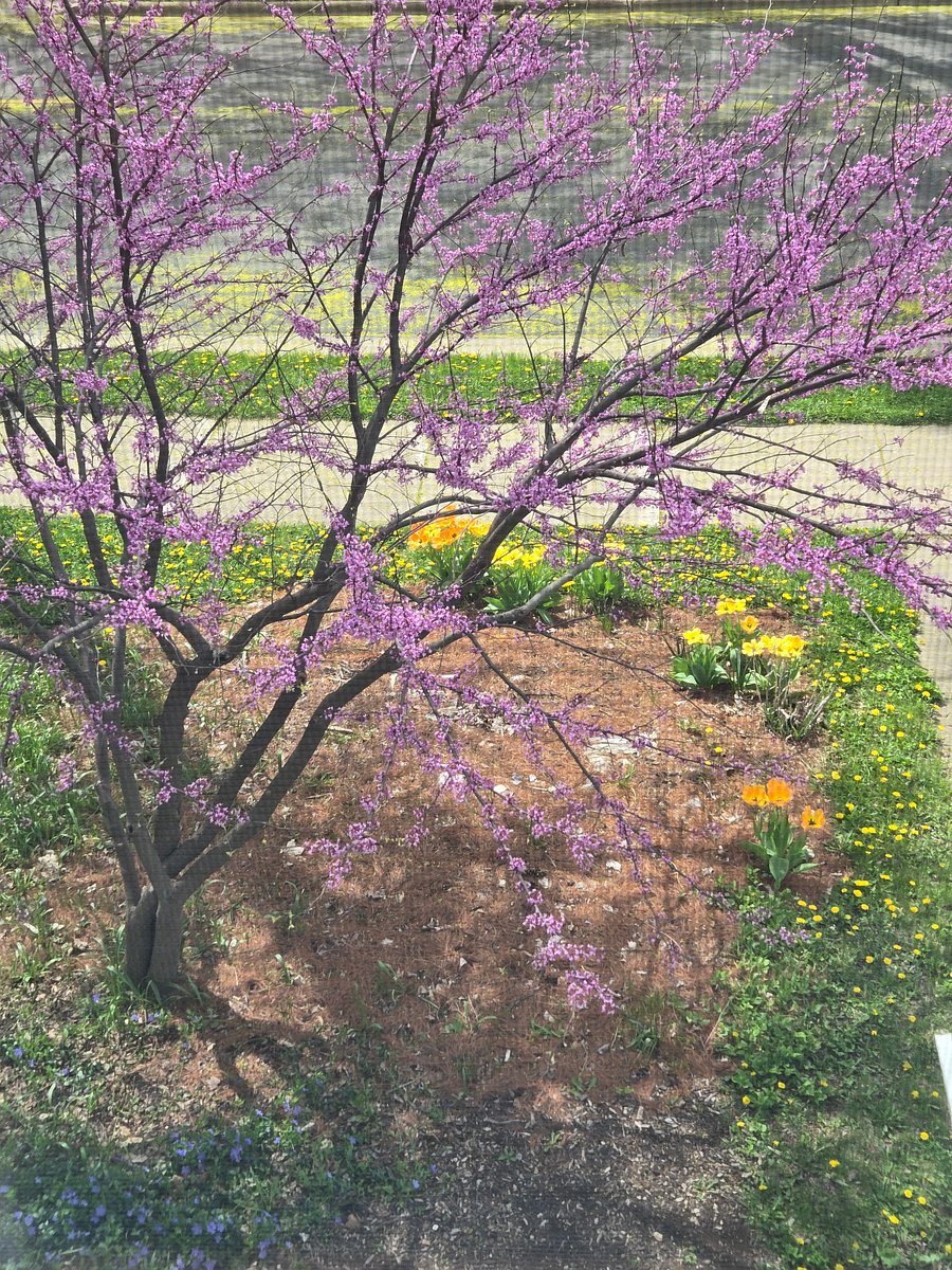 Spring view from the upstairs sitting room.