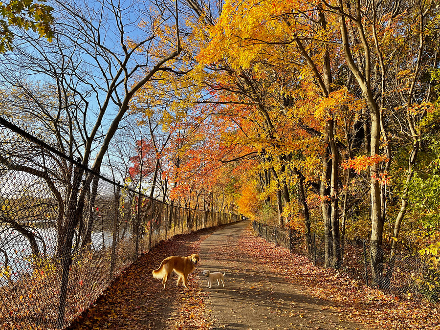 Nearby: Fresh Pond Reservation for walking, biking, picnics, nature