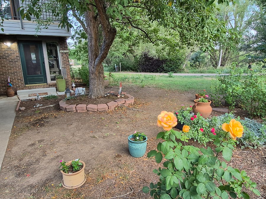 Front rose garden