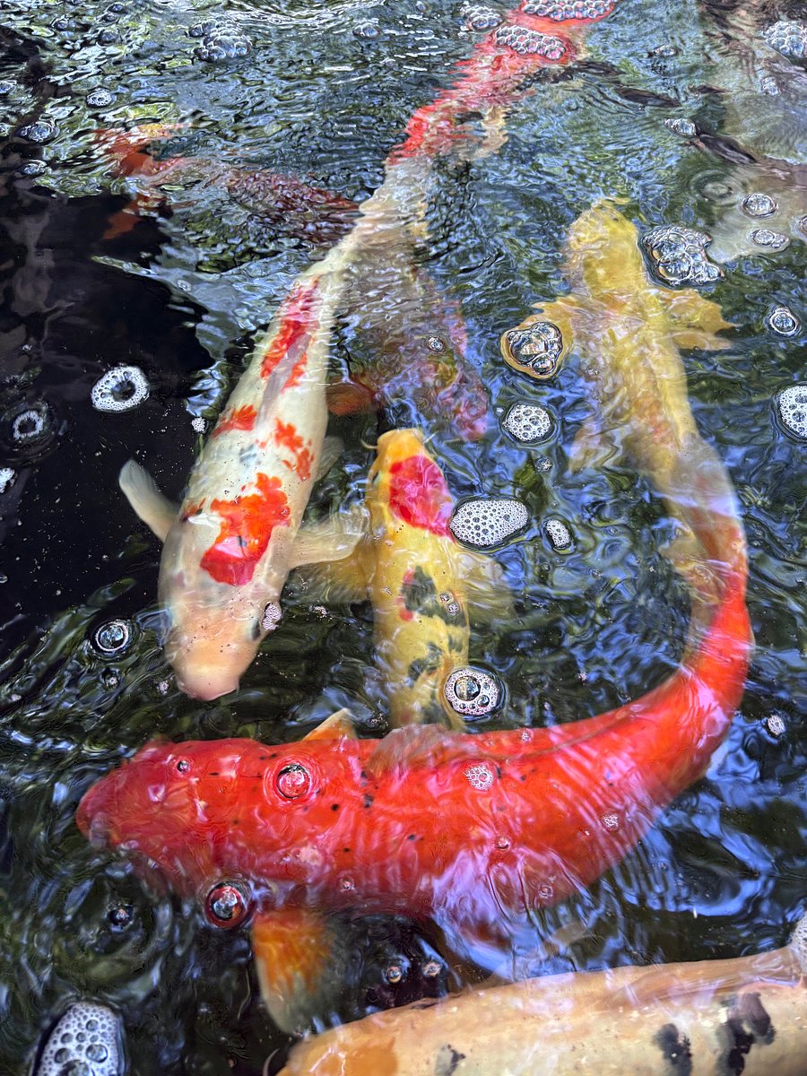 Koi Fish