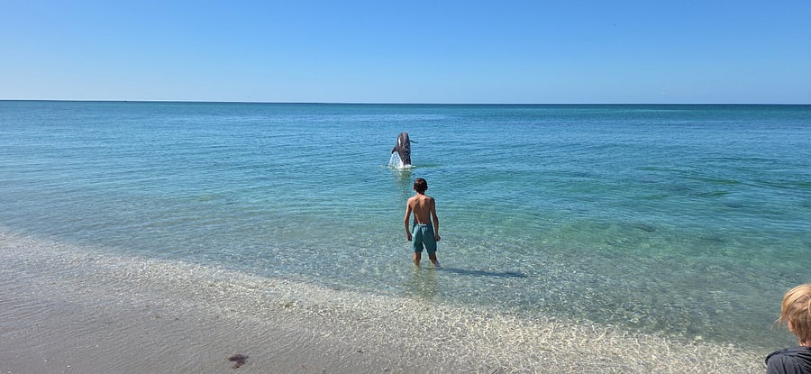 This is real! Not a guarantee to get that close but dolphins are frequent passerbys