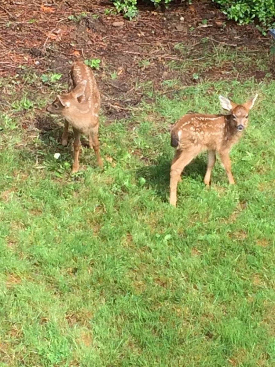 In the yard often!