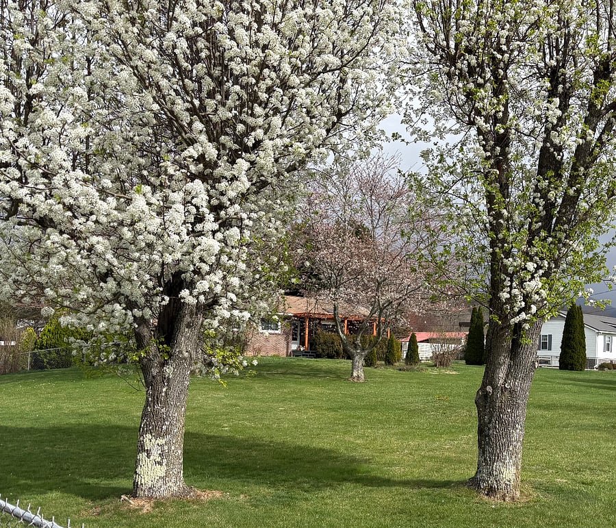 Fruit trees 