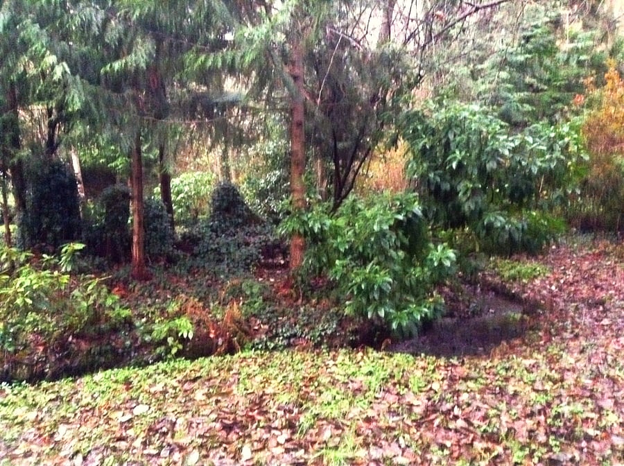 View of the Forest