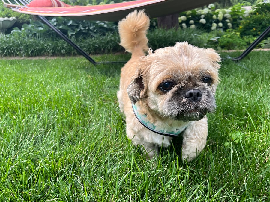 Owner's dog -- friendly, gentle Shih Tzu and pug mix