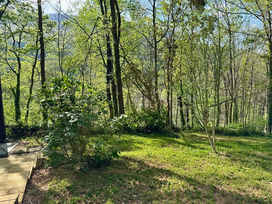 Lots of trees on site!
