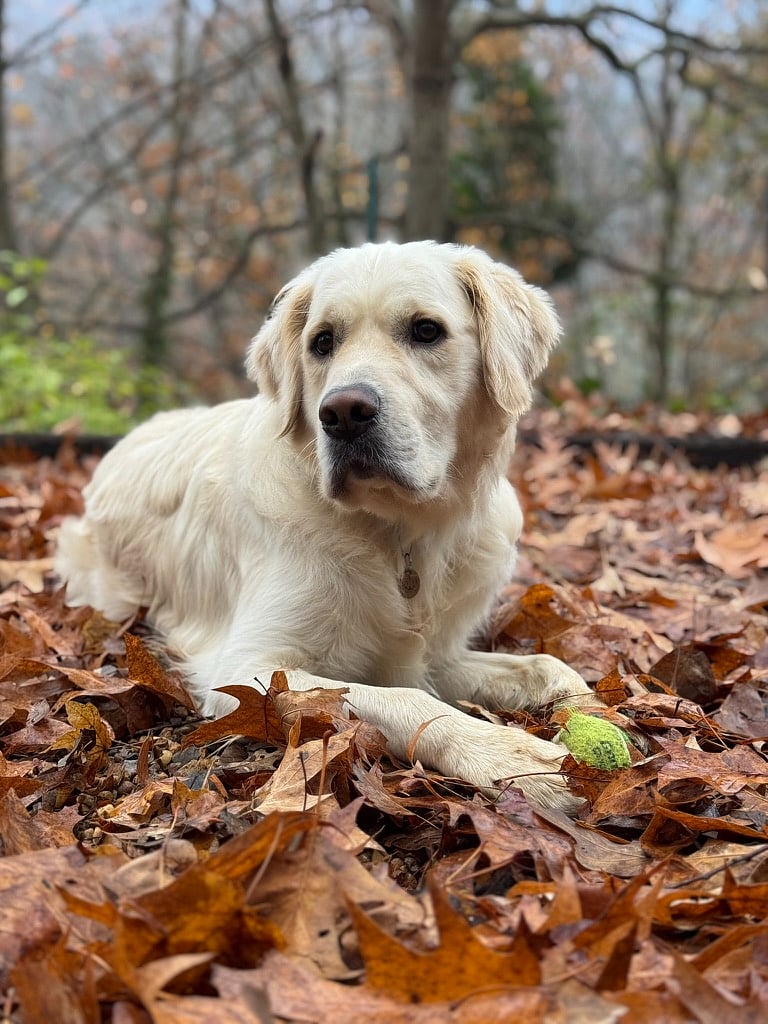 Golden retriver on site. Best greeter!