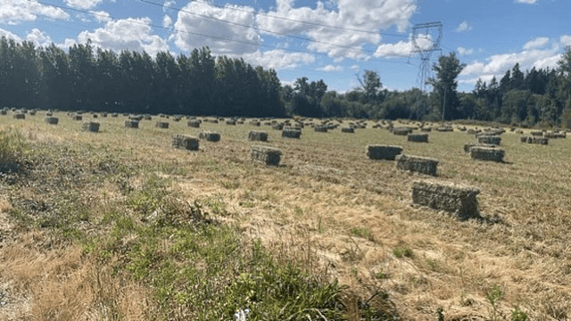 Hay field