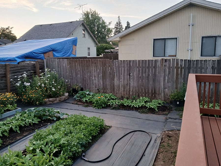Back garden, looking north from deck stairs.
