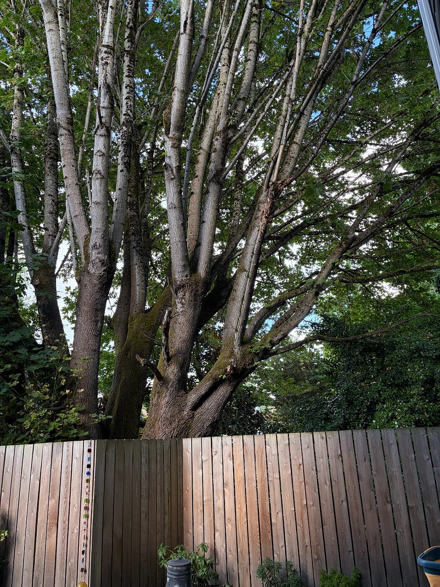View from the patio. Lush canopy creates a sense of privacy