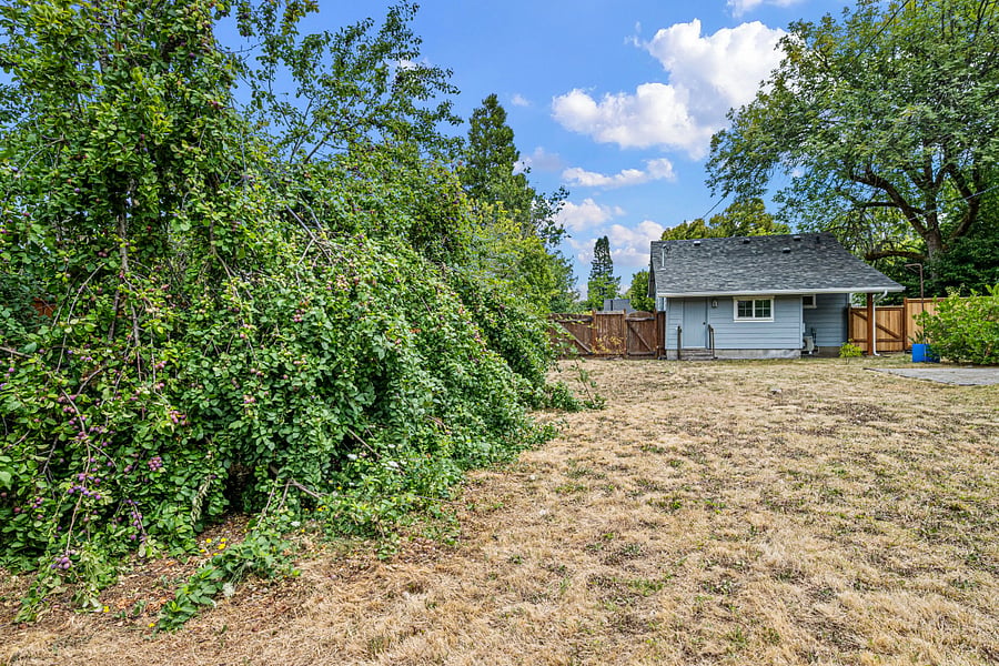 Backyard in the summer