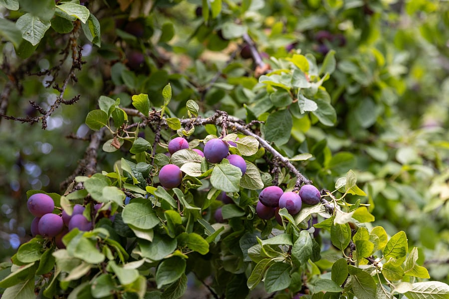 Summer plums