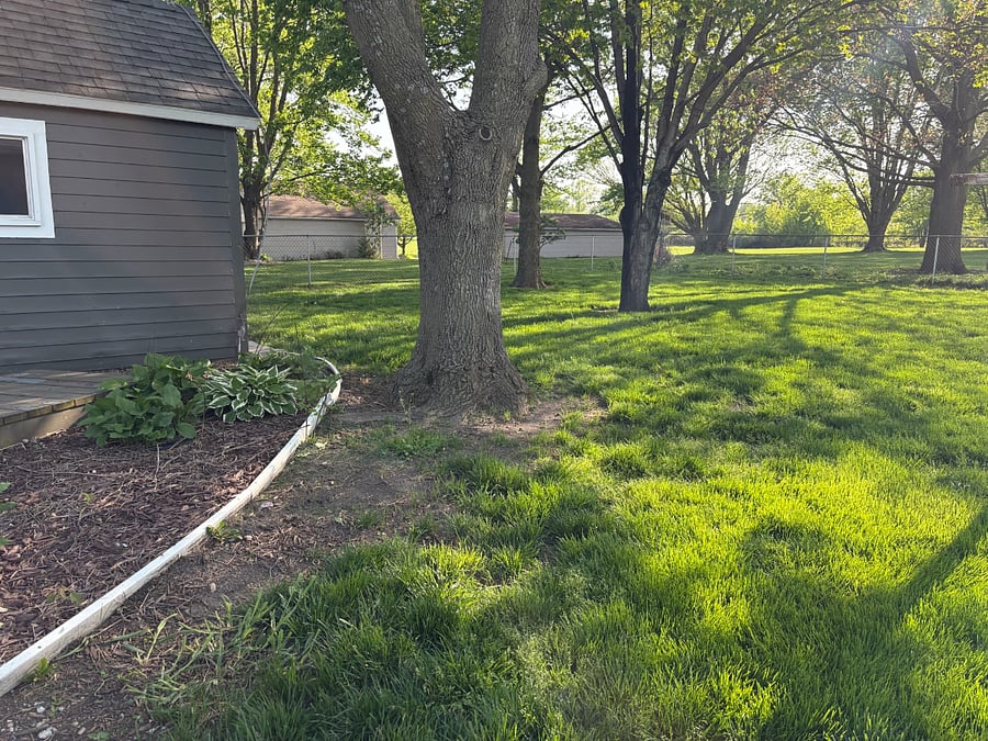 Back yard
